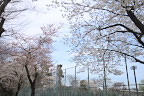 サクラ(桜)が咲く球場西側 - 北野公園