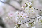 サクラ(桜)の花 - 北野公園