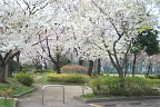 球場南側のサクラ(桜) - 北野公園