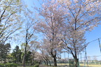 桜が咲いた球場西側(2014) - 北野公園