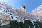 桜が咲いた時、南側の道路から - 北野公園