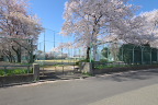 桜が咲く南側入口 - 北野公園