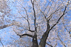 桜(2014) - 北野公園
