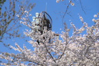 高い位置の桜の枝 - 北野公園