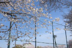 午後の桜 2 - 北野公園