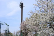 サクラ(桜)が咲く球場東側 - 北野公園