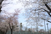 サクラ(桜)が咲く球場西側 - 北野公園