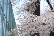 サクラ(桜) - 北野公園