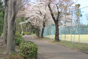 サクラ(桜)が咲く球場外周の園路 - 北野公園