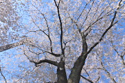 桜(2014) - 北野公園