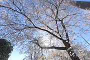 午後の桜 - 北野公園
