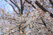 ヤマザクラ(山桜) - 北野公園