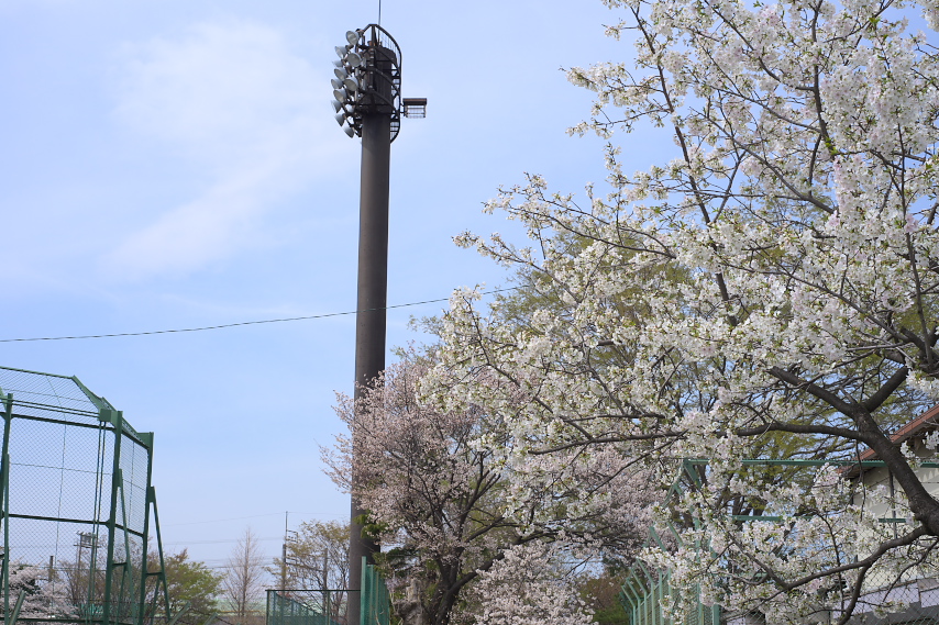 サクラ(桜)が咲く球場東側 - 北野公園