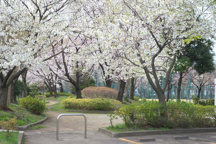 球場南側のサクラ(桜) - 北野公園