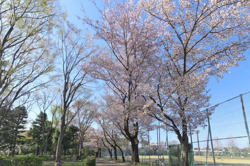 桜が咲いた球場西側(2014) - 北野公園