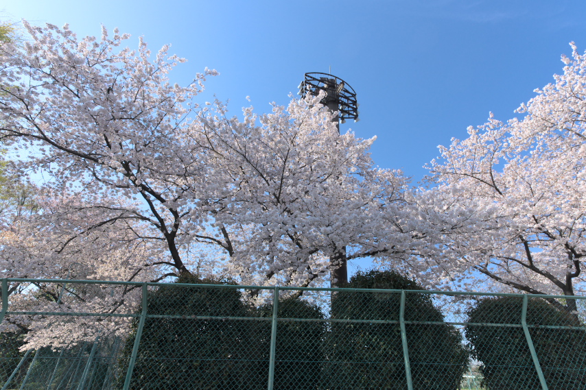 桜が咲いた時、南側の道路から - 北野公園