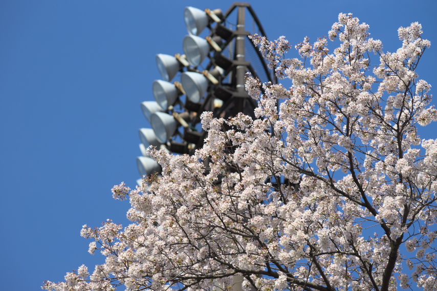 高い場所の桜の花 - 北野公園