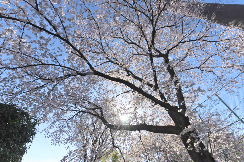 午後の桜 - 北野公園