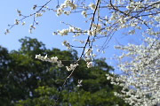 白い梅の枝 - 北野公園