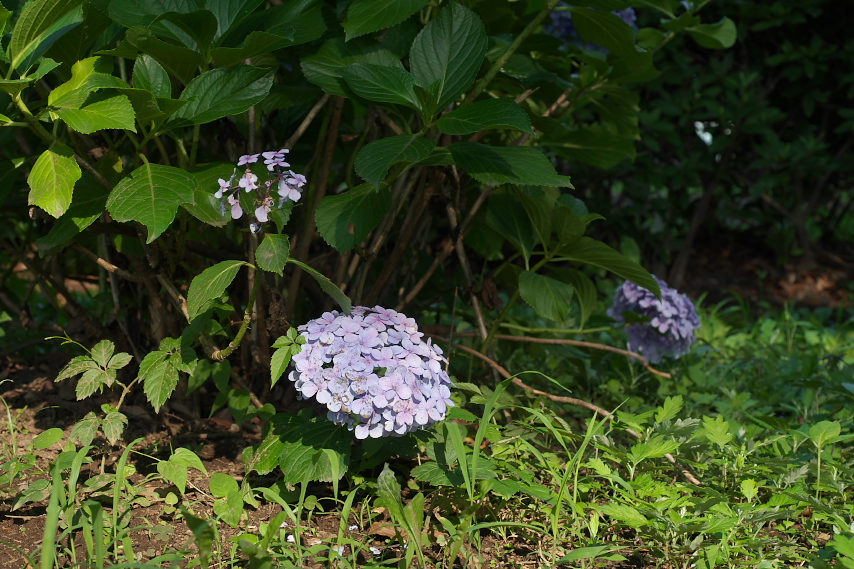 低い位置に花をつけたアジサイ - 北野公園