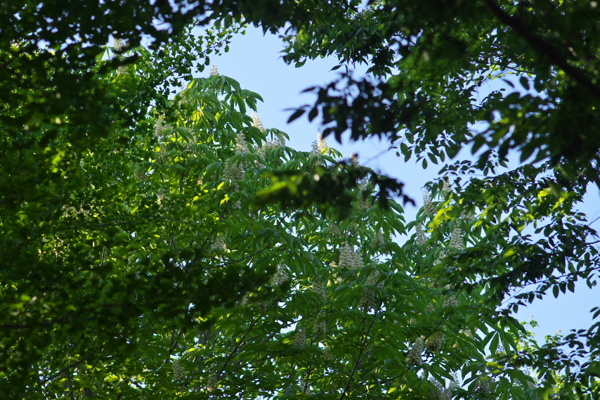 トチノキ(栃の木)、園内で - 北野公園