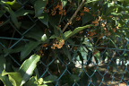 フェンスから枝を出した金木犀 - 北野公園