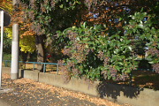 秋、公園通りのトウネズミモチ - 北野公園
