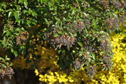 トウネズミモチの実とイチョウの黄葉 - 北野公園
