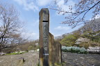 桜が咲く公園碑の周り - 長沼公園