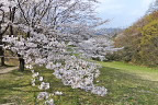 桜が咲く殿ヶ谷の道 - 長沼公園