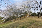 桜が咲く野猿峠口の辺り - 長沼公園