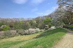 大島桜が咲く殿ヶ谷の道 - 長沼公園