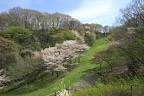 山桜の頃、斜面の西側から - 長沼公園