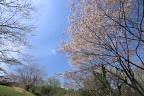 山桜の咲く斜面の最下部 - 長沼公園