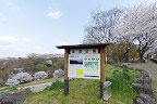 桜が咲く長沼公園 - 絹ヶ丘側