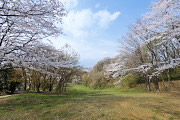 桜が咲く斜面 - 長沼公園