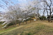 桜が咲く野猿峠口の辺り - 長沼公園