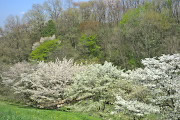 斜面下の桜並木 - 長沼公園