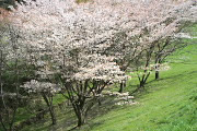 斜面に咲く山桜 - 長沼公園