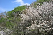 ヤマザクラ(山桜) - 長沼公園