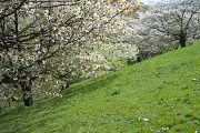 傾斜の急な斜面に桜 - 長沼公園