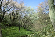 西の園路の桜 - 長沼公園