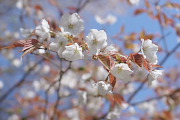 山桜の花(2013) - 長沼公園