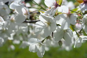 大島桜の花(2013) - 長沼公園