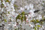 大島桜の花(2013)2 - 長沼公園