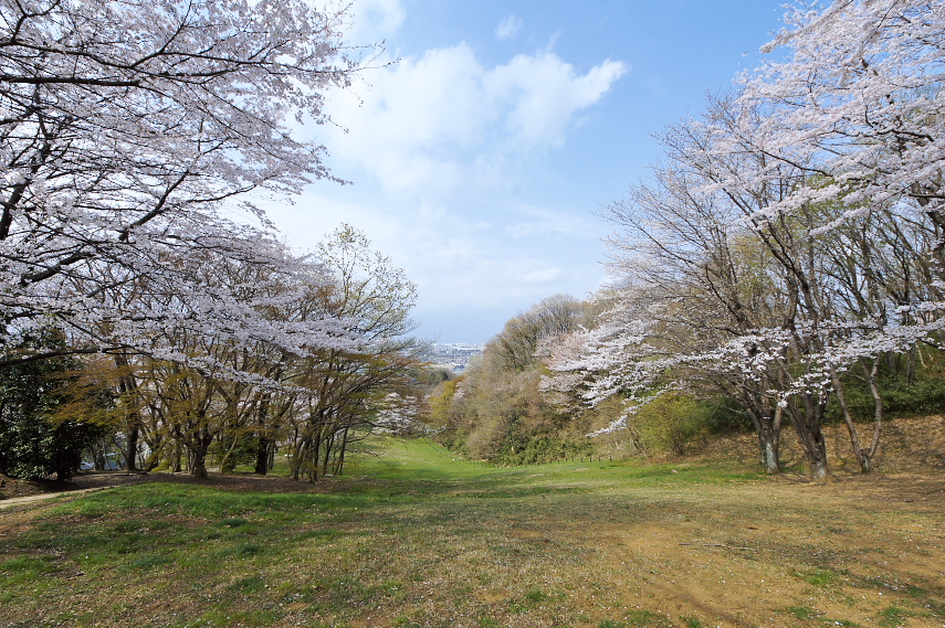 桜が咲く斜面 - 長沼公園