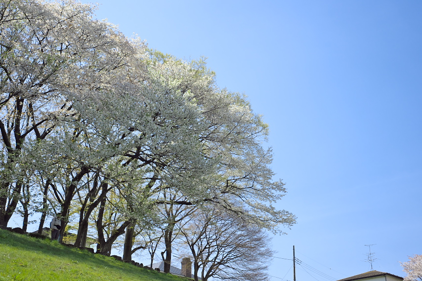 殿ヶ谷の道の上に咲く桜 - 長沼公園