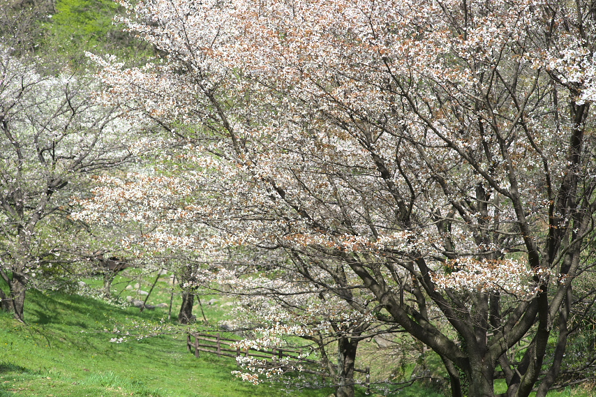 長沼公園の山桜