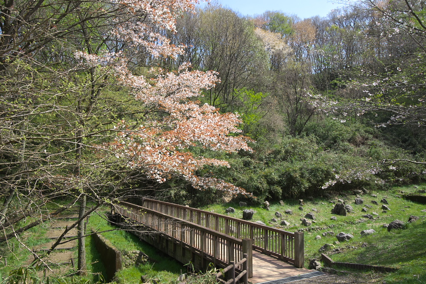 橋と山桜 - 長沼公園