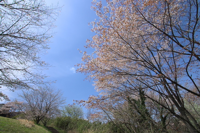 山桜の咲く斜面の最下部 - 長沼公園